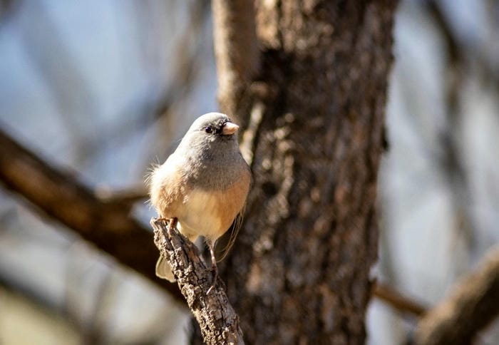 Bird Watch at Dead Horse Ranch State Park