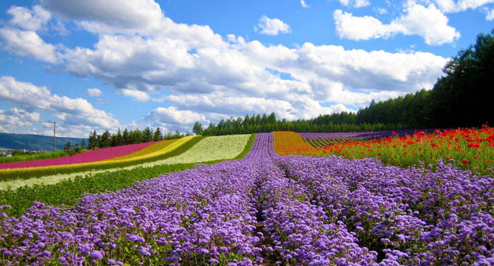 Da Lat Flower Park