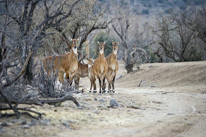 Encounter Animals at Out of Africa Wildlife Park