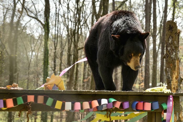 Observe Wildlife at Bear Hollow Zoo