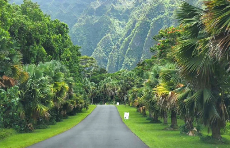 Walk Through Ho’omaluhia Botanical Garden