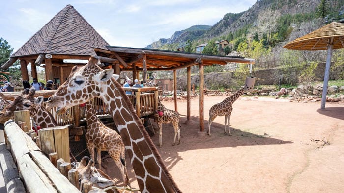 Cheyenne Mountain Zoo