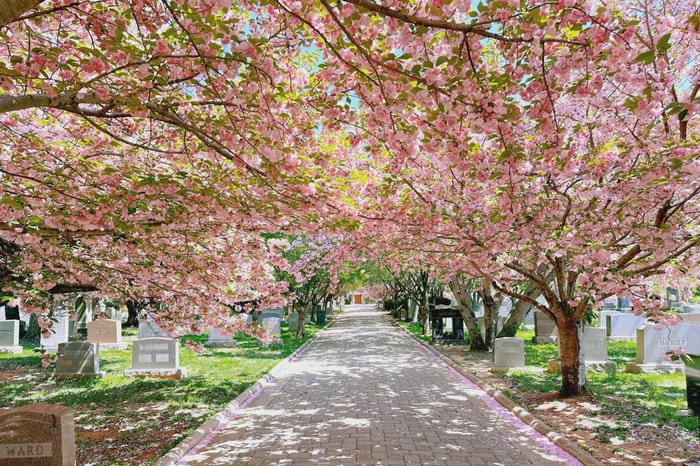 Congressional Cemetery