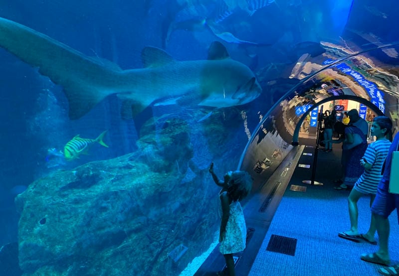 Discover Dubai Mall & Aquarium