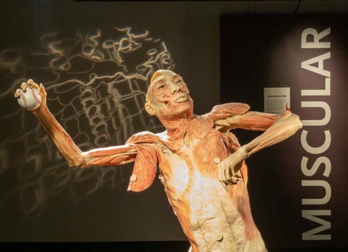 Explore Bodies – The Exhibition at Luxor