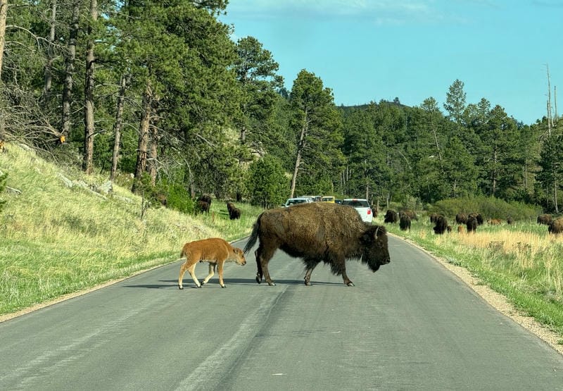 Explore Wildlife Loop Road