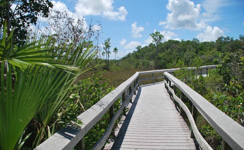 Exploring the Everglades on Land