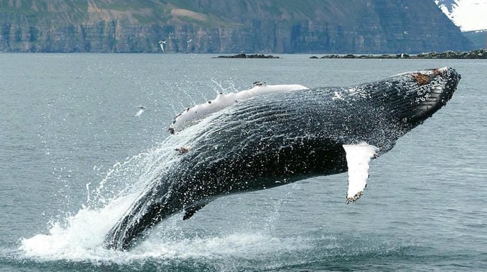 Go Whale Watching in North Iceland