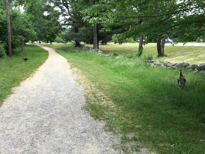 Journeying Through Battle Road Trail