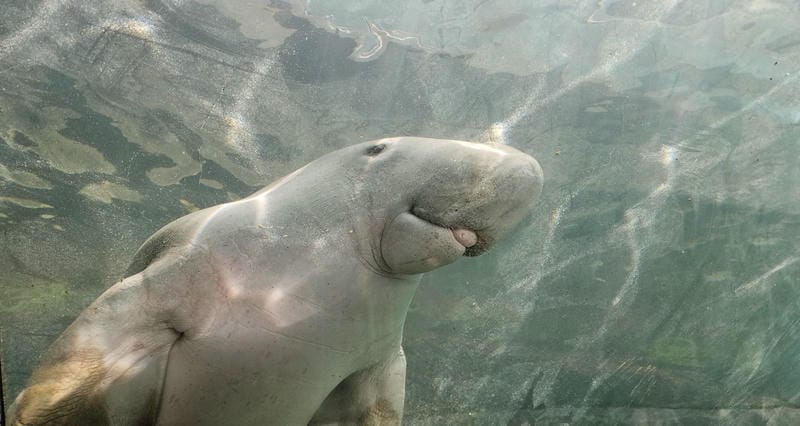 Sea Life Sydney Aquarium