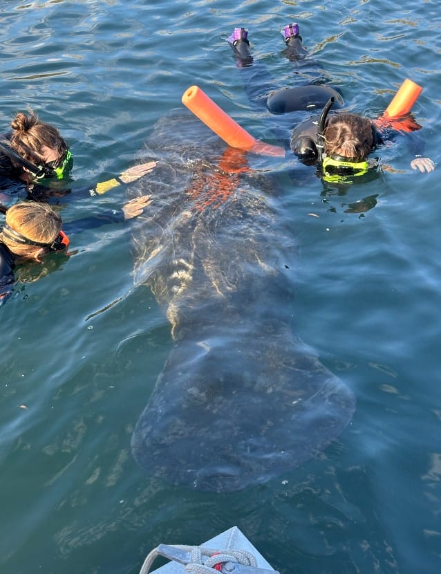 Swim with Manatees in Crystal River