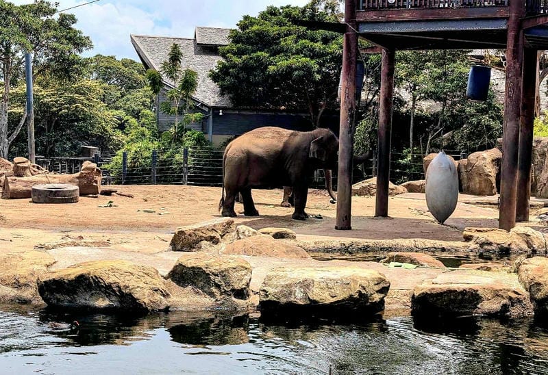 Taronga Zoo Sydney