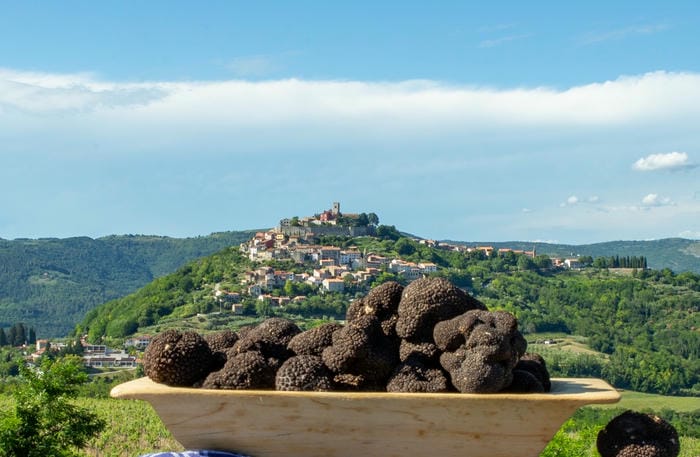 Truffle Hunting in Istria