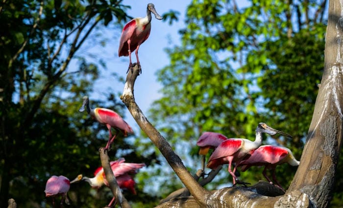 Visit Bird Paradise (Asia’s Largest Bird Park)