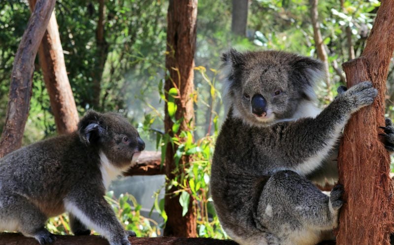 Visit Healesville Sanctuary