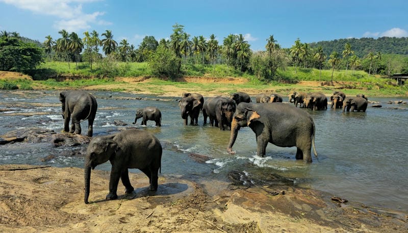 Visit Pinnawala Elephant Orphanage