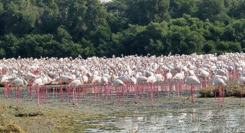 Visit Ras Al Khor Wildlife Sanctuary (Flamingo Spotting)