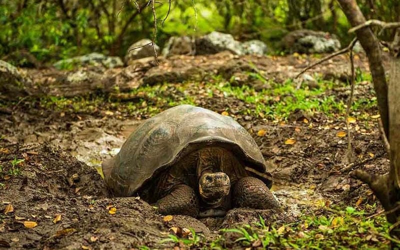 Visit Santa Cruz Island’s Tortoise Breeding Center