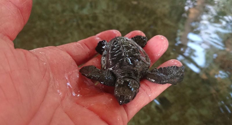 Visit a Turtle Hatchery in Bentota