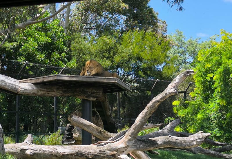 Visit the Melbourne Zoo