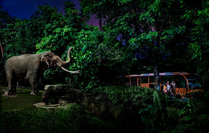 Visit the Singapore Zoo & Night Safari