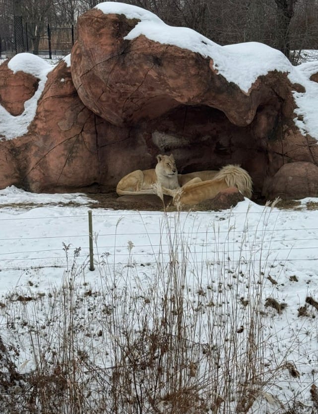 Visit the Toronto Zoo