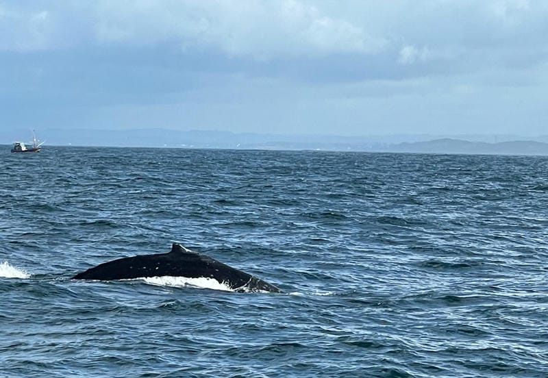 Whale Watching in Mirissa