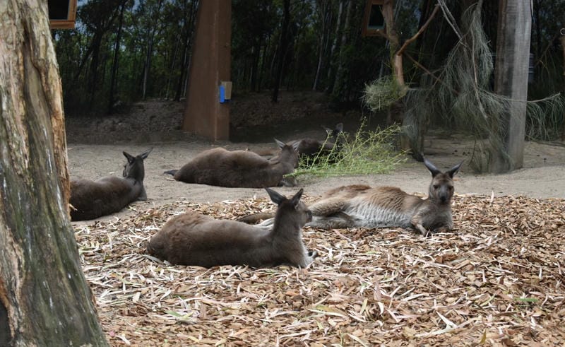 Wildlife Sydney Zoo