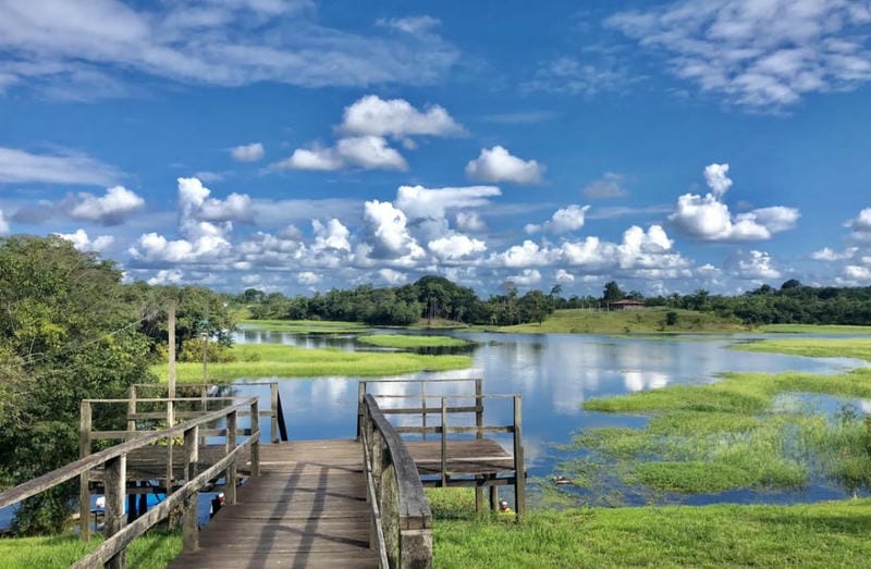 Wildlife Tours in the Amazon Rainforest