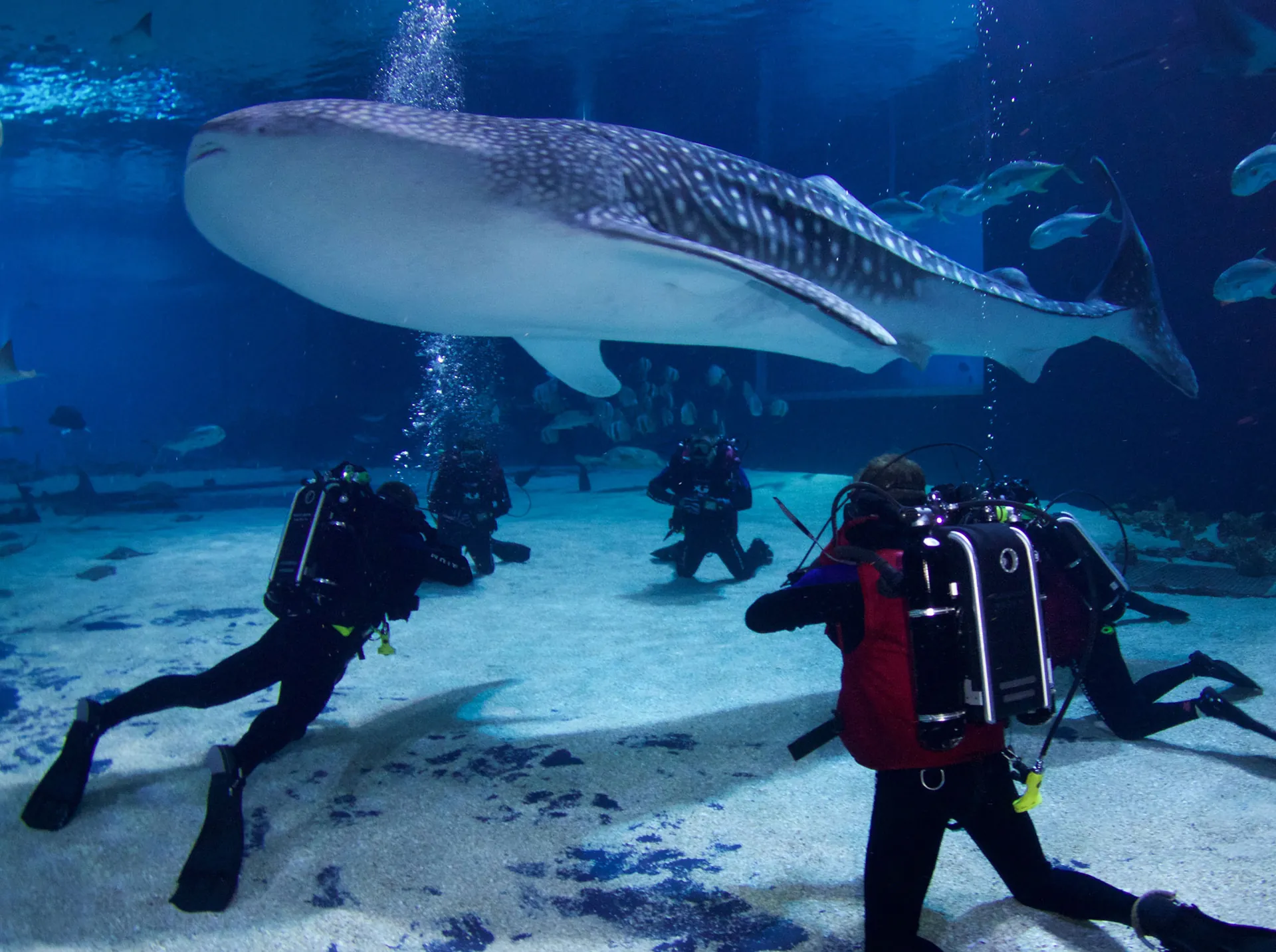 1. Explore the Georgia Aquarium