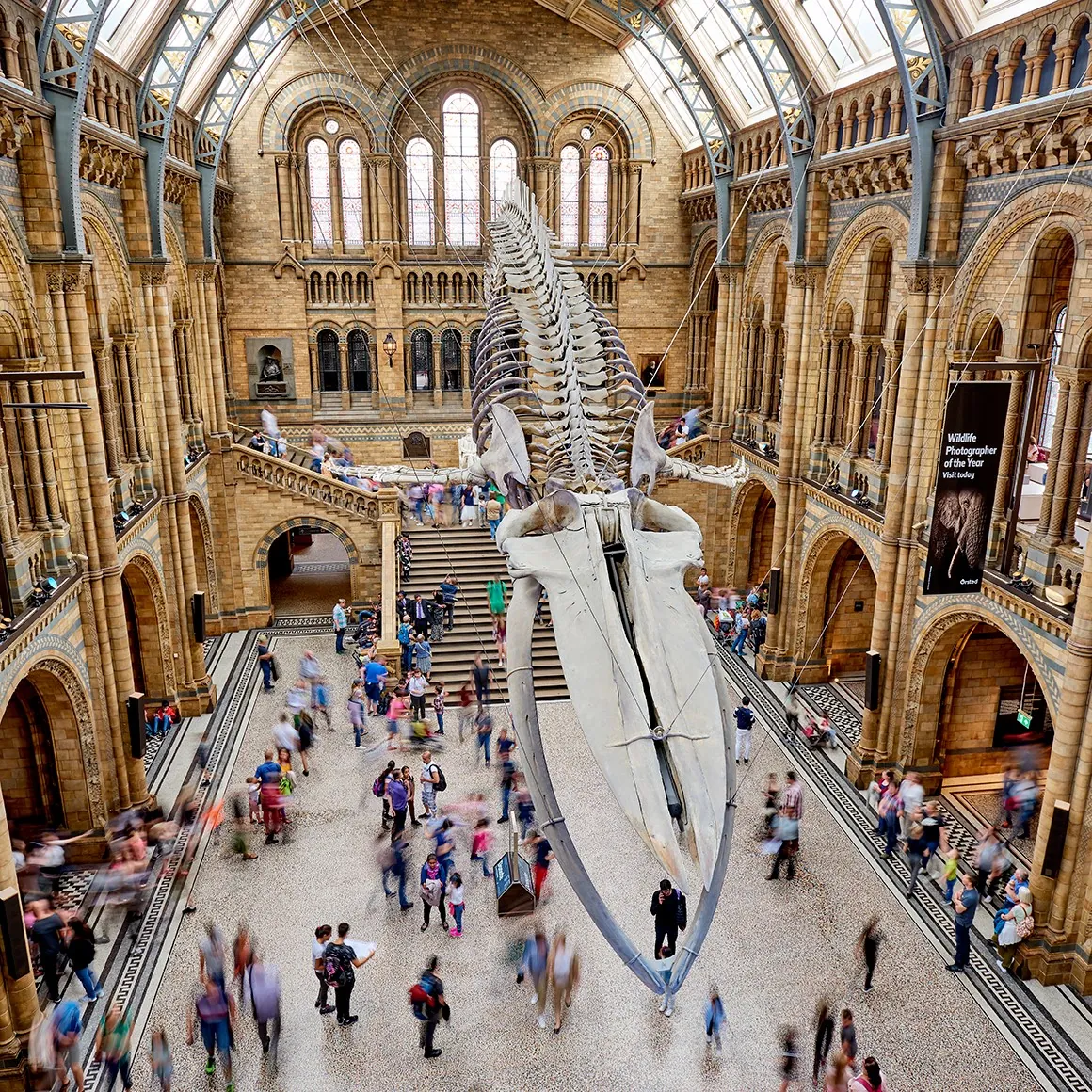 15. Visit The Natural History Museum