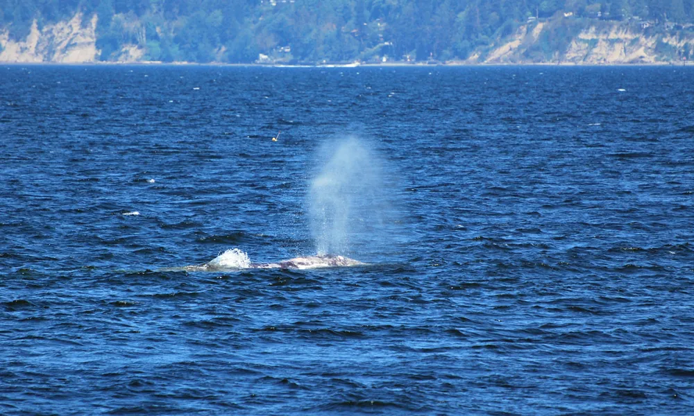 17. Go Whale Watching in Puget Sound