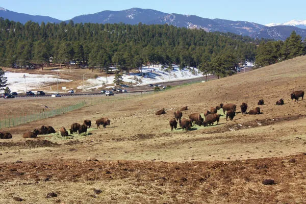 19. Visit Buffalo Herd Overlook