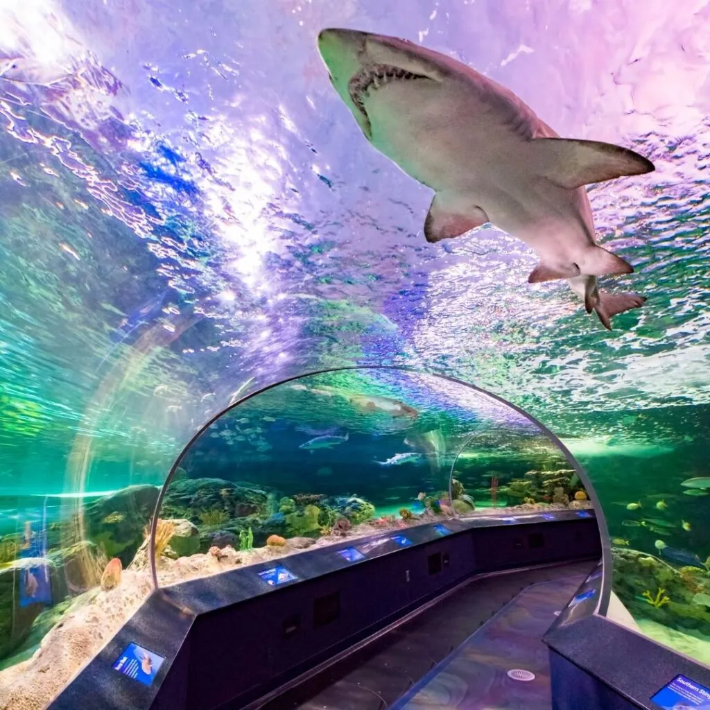 2. Explore Ripley’s Aquarium of Canada