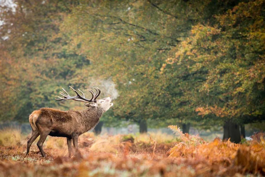 25. Explore Richmond Park’s Wildlife and Nature Trails