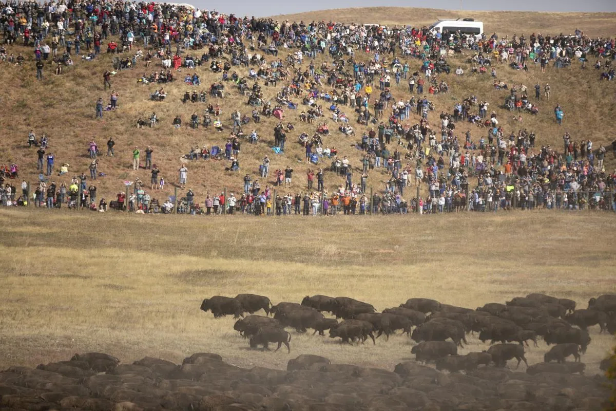 Attend the Annual Buffalo Roundup