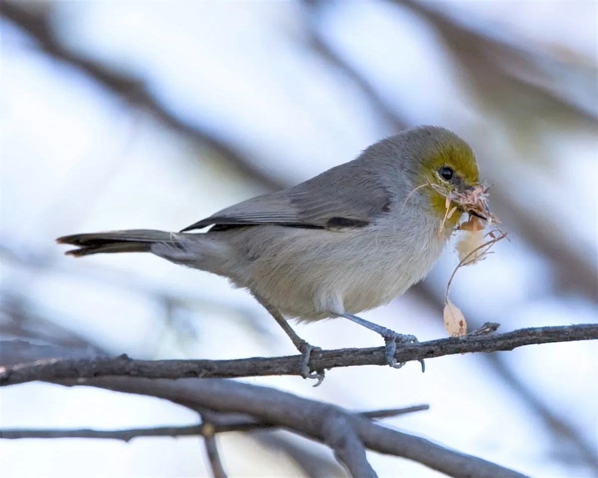 Birding Opportunities