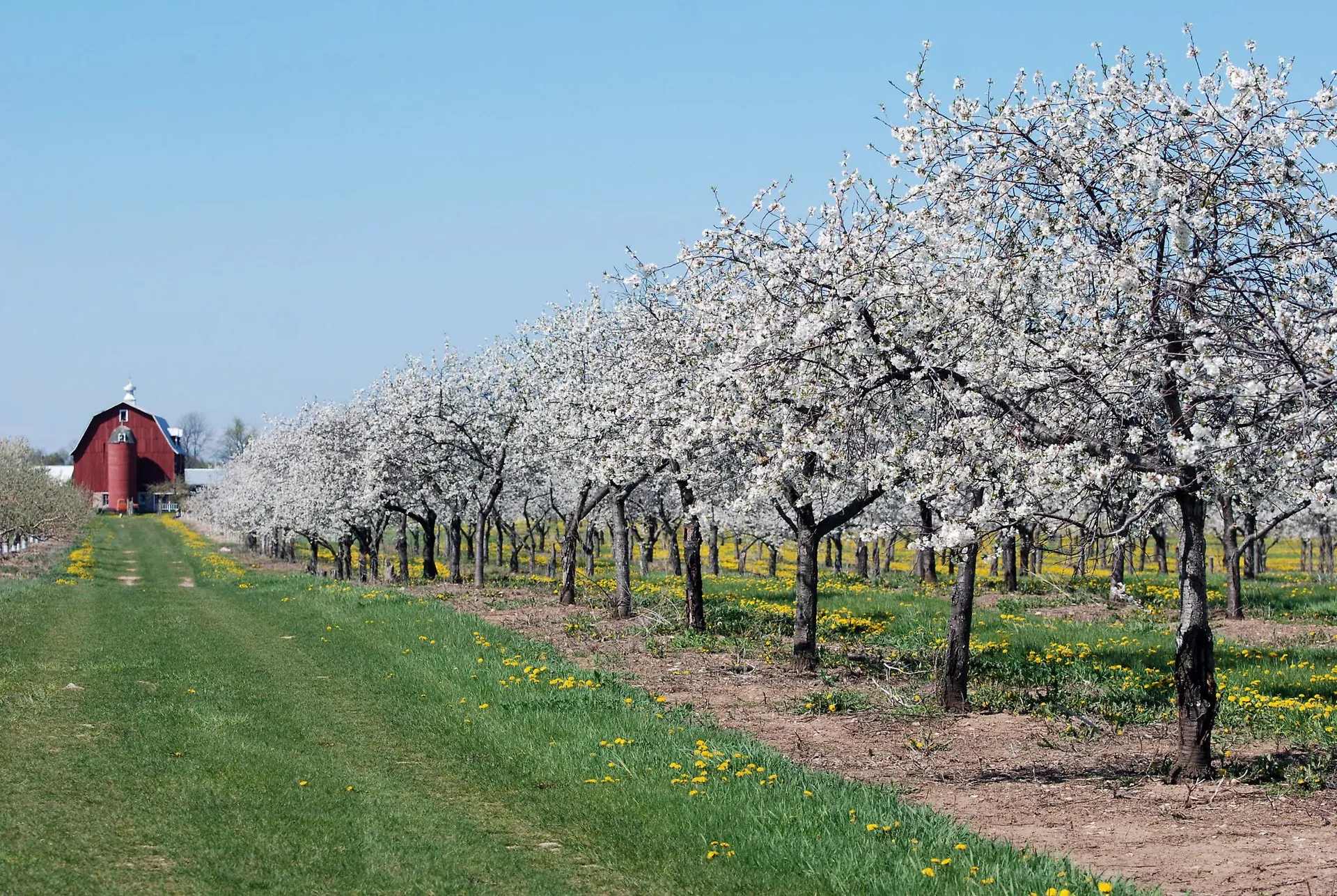 Delight in Cherry and Apple Orchards