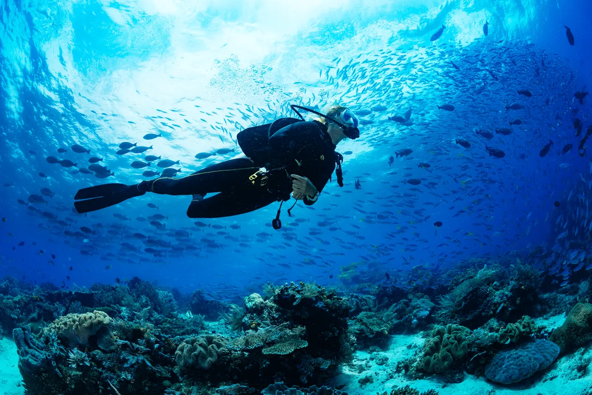 Dive and Snorkel in Underwater Wonders