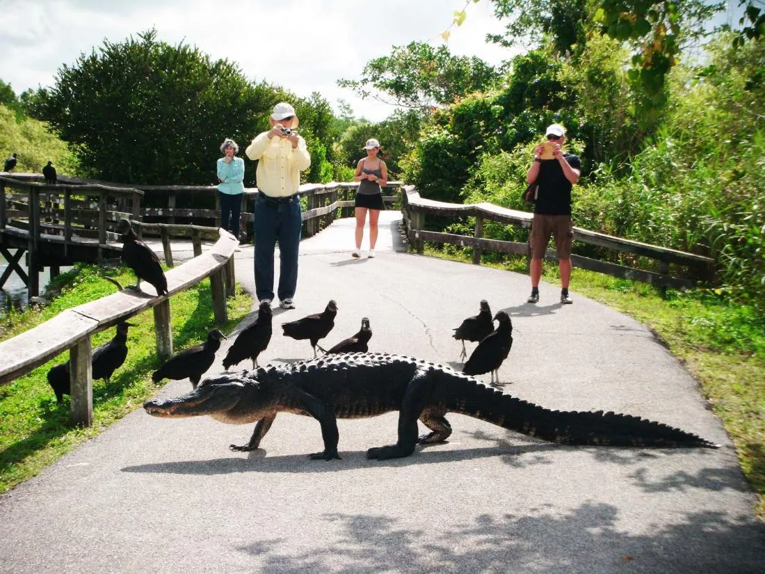 Explore Everglades National Park