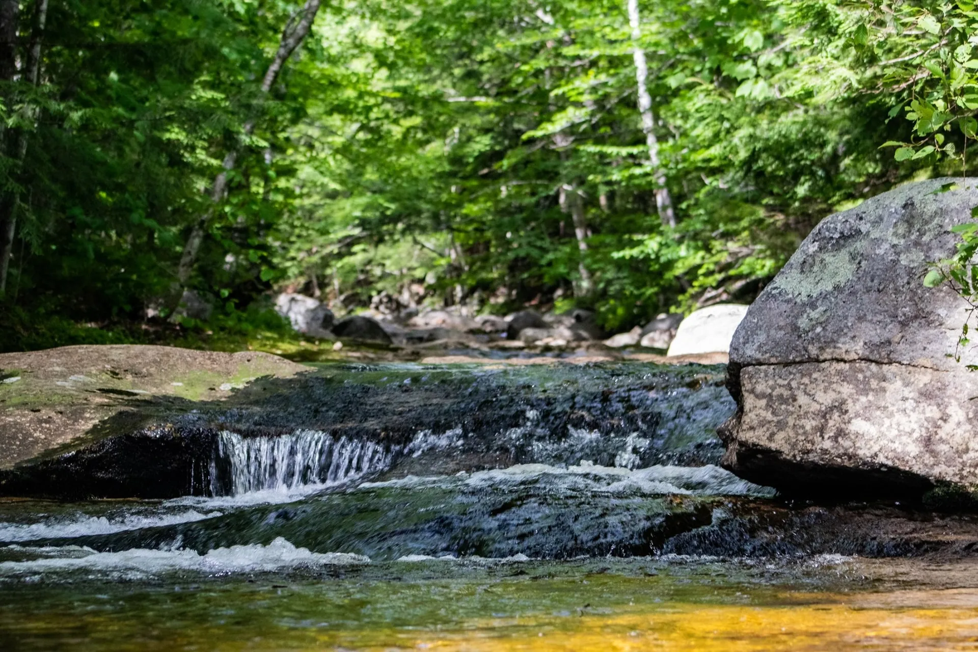 Exploring Ipswich River Wildlife Sanctuary