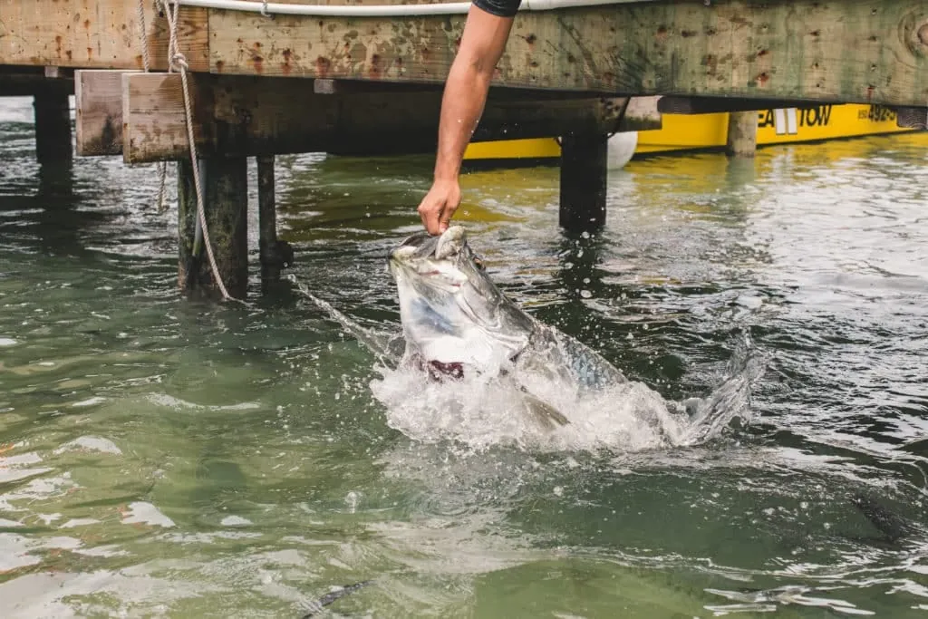 Feed Tarpon at Robbie’s