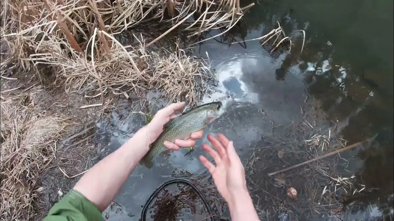 Fish in Grace Coolidge Creek