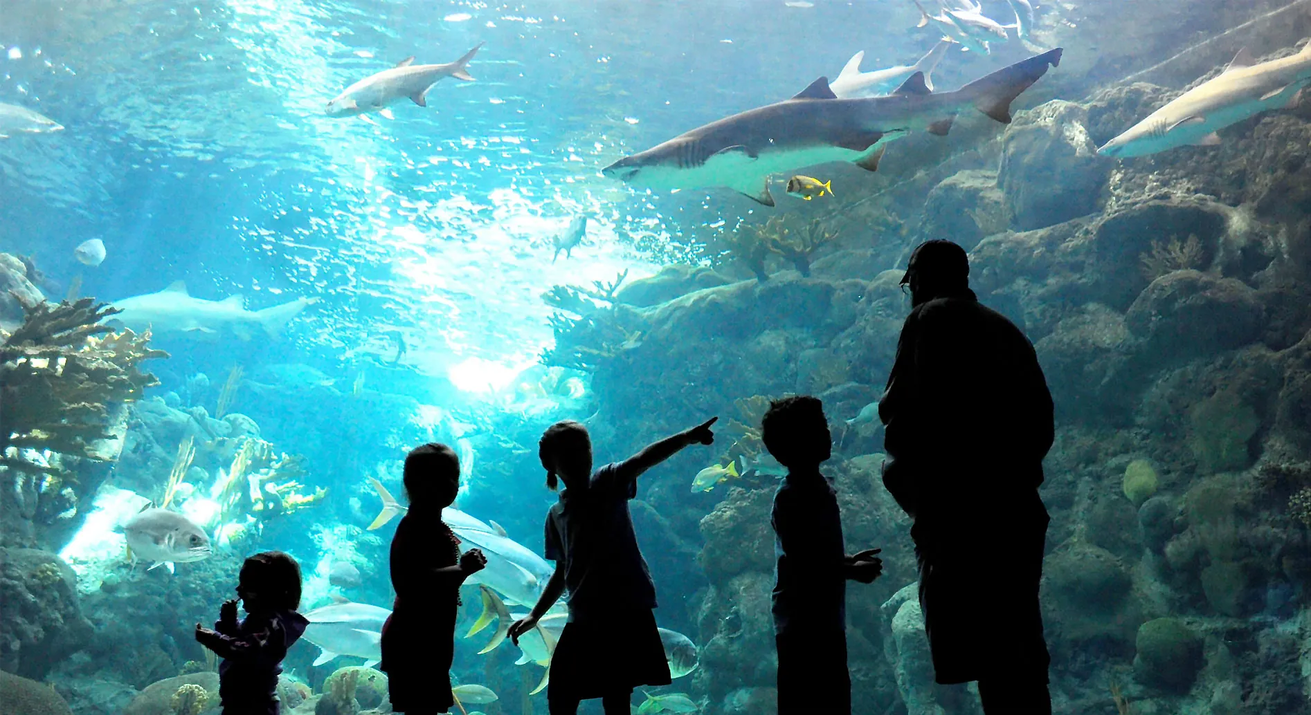 Get Wild at Tampa’s Zoo and Aquariums