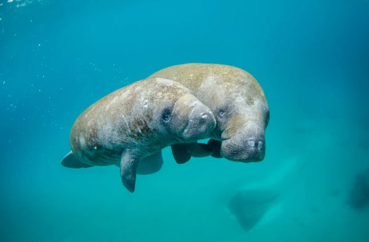 Meet Manatees in Their Natural Habitat