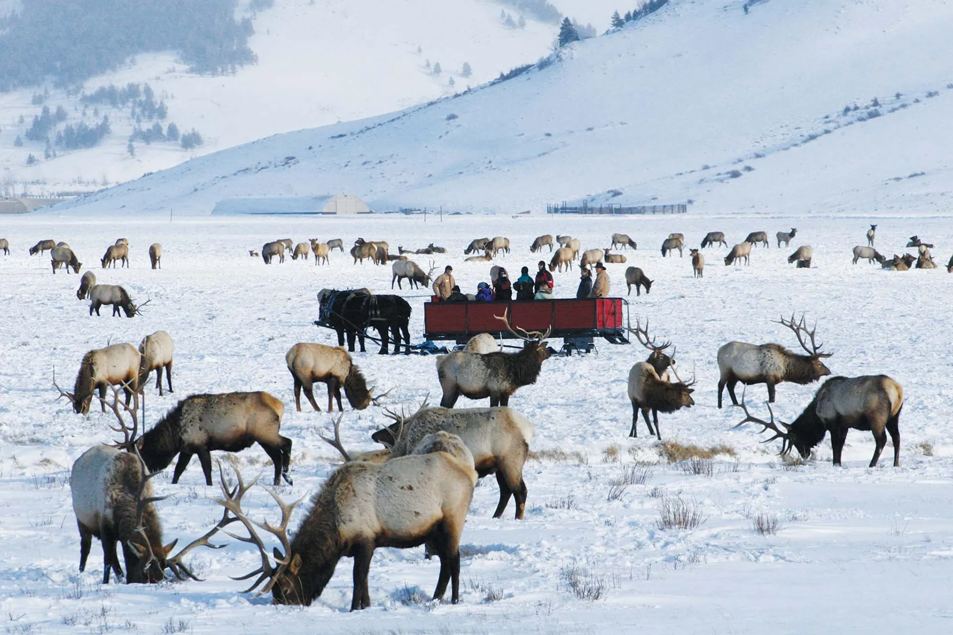 Observe Wildlife at National Elk Refuge