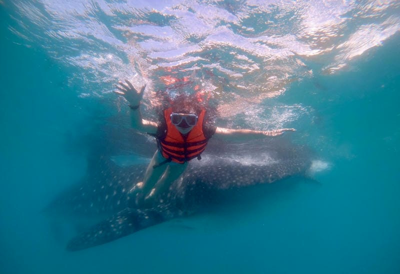 Oslob Whale Shark Watching