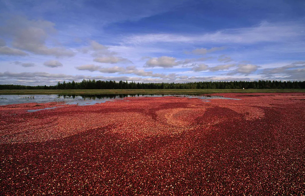 Traverse The Cranberry Highway