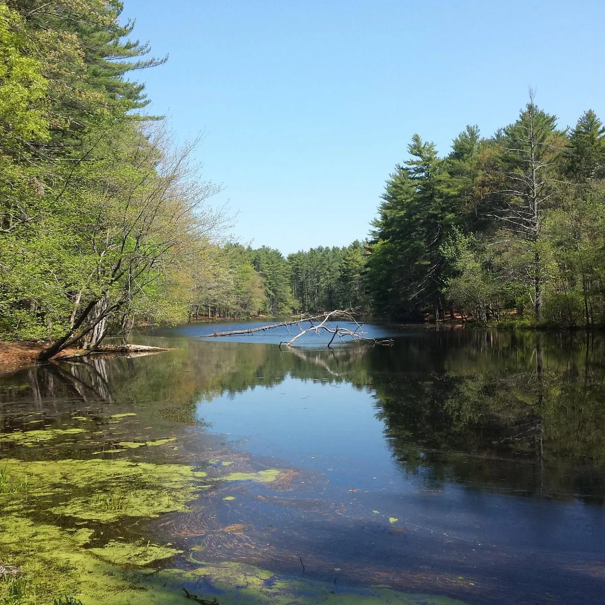 Uncovering Harold Parker State Forest