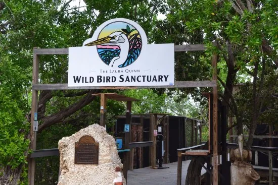 Visit the Florida Keys Wild Bird Rehabilitation Center